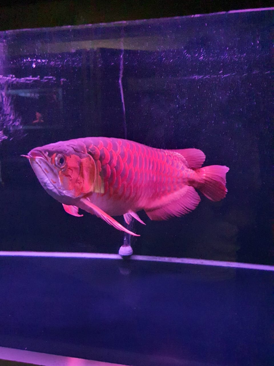 shelookRED