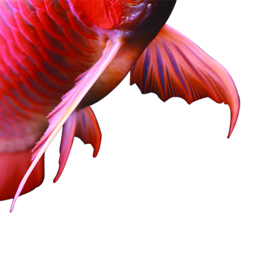 shelookRED