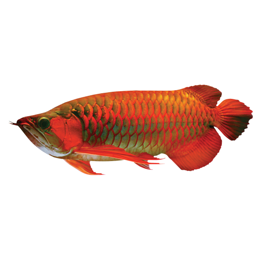 shelookRED
