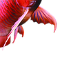 shelookRED
