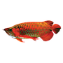 shelookRED